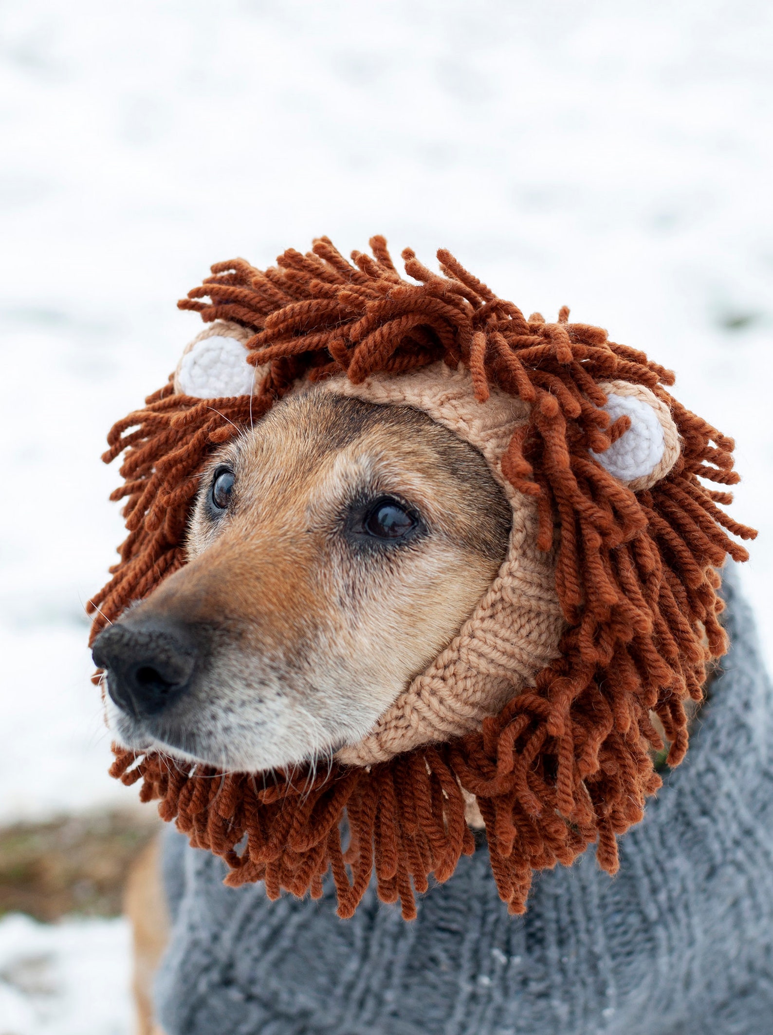 Lion dog's hood Dog hat Dog hood Dog snood Etsy