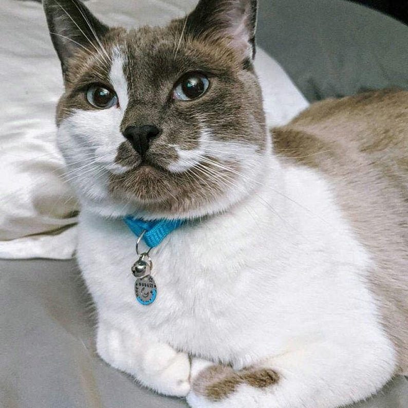 May include: A cat with white and brown fur, blue eyes, and a white patch on its face. The cat wears a bright blue collar with a small silver bell and a round metal identification tag that features a crescent moon and star design with text.