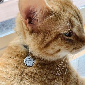May include: An orange tabby cat wearing a dark collar with a round silver metal tag. The tag is engraved with the name MANGO, a crescent moon, stars, and the numbers 638 388, attached to the collar by a small silver metal jump ring.