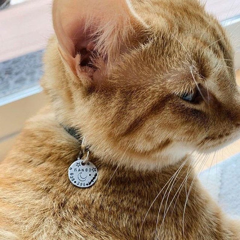 May include: An orange tabby cat wearing a dark collar with a round silver metal tag. The tag is engraved with the name MANGO, a crescent moon, stars, and the numbers 638 388, attached to the collar by a small silver metal jump ring.