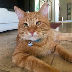 May include: An orange tabby cat with green eyes lying down. The cat wears a light blue collar with a round silver metal tag featuring a crescent moon, stars, and the name Archie engraved on the front. The cat has distinct dark orange stripes.