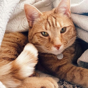 May include: An orange tabby cat with green eyes resting under a white quilted blanket. The cat wears a round silver metal identification tag around its neck with the name Franklin and a phone number clearly engraved on the surface of the tag.