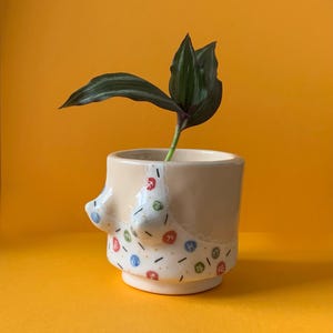 May include: A beige ceramic planter with a colorful pattern and a 3D design resembling a bra. A green plant is growing in the planter.