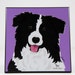 Border Collie Laminated Picture