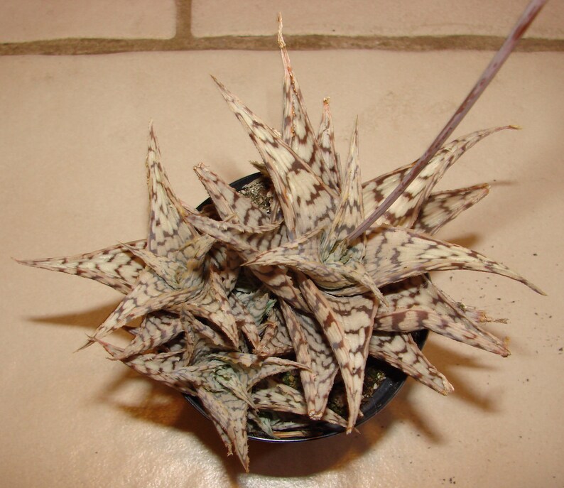 ALOE HYBRID Blizzard