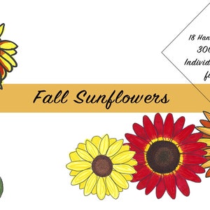 Fall Sunflowers | Hand-drawn Clip-art | 18 PNG FILES