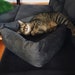 see more listings in the Cat beds section