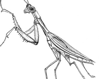 Praying Mantis