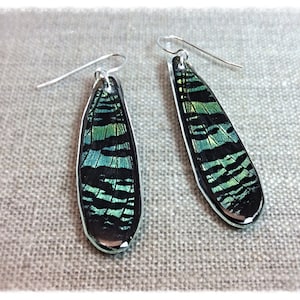 Real Butterfly Jewelry, Real Butterfly Earrings, butterfly wings, butterfly, hand cut wing earrings; LONG TEARDROP; Iridescent, Sunset moth
