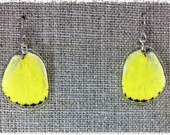 Real Butterfly Wing Jewelry; Small Butterfly Wing Earrings; Butterfly Yellow and Black; Eureme hecabe Butterfly; HIND wing