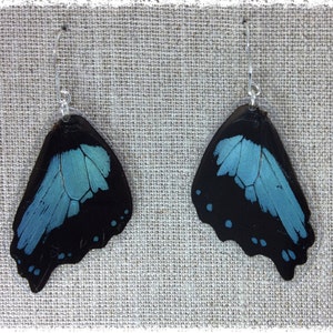 Real Butterfly Wing Jewelry; Butterfly Wing Earrings; Teal Gold Earrings; Boho Chic Earrings; Nature Jewelry; Insect; Butterfly HIND Wing