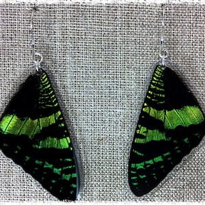 Real Butterfly Jewelry, Real Butterfly Earrings, butterfly wings, butterfly earrings; Iridescent, Sunset moth; TOP wing