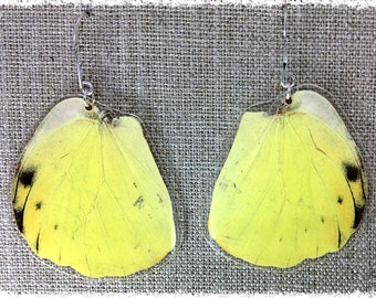 Echter Schmetterling Flügel Schmuck; Statement Ohrringe; Insekt Schmuck; Schmetterlingsohrringe; Gelb; Schwarz; Geschenk-Idee; Schmuck-Unikate