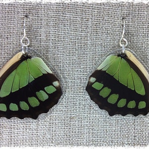 Real Butterfly Wing Jewelry; Butterfly Wing Earrings; Scarce Bamboo; Wing Earrings; Boho Chic Earrings; Nature Jewelry; Insect; HIND Wing