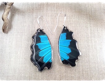 Real Butterfly Wing Jewelry; Butterfly Wing Earrings; Blue; Blue Emperor Swallowtail; Cobalt Blue; Insect Jewelry; Cut fanned out HIND Wing