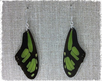 Real Butterfly Wing Jewelry; Butterfly Wing Earrings; Scarce Bamboo; Wing Earrings; Boho Chic Earrings; Nature Jewelry; Insect; TOP Wing