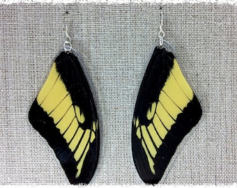 Real Butterfly Wing Jewelry; Butterfly Wing Earrings; Yellow Butterfly; King Swallowtail; Insect Jewelry; TOP Wing