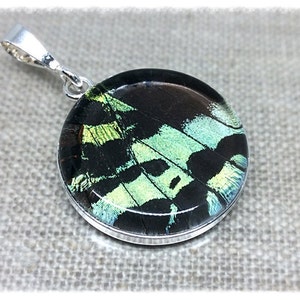 Real Butterfly Wing Jewelry, butterfly jewelry, Sunset Moth, Green/ Blue; butterfly wing pendant, Insect Jewelry, bug jewelry