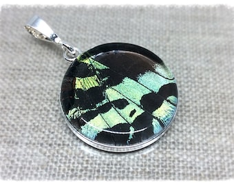 Real Butterfly Wing Jewelry, butterfly jewelry, Sunset Moth, Green/ Blue; butterfly wing pendant, Insect Jewelry, bug jewelry