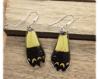 Real Butterfly Wing Jewelry; Butterfly Wing Earrings; Yellow Butterfly; King Swallowtail; Insect Jewelry; Handcut HIND Wing