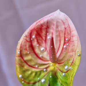 Pearl Anthurium Faux Anthurium Surreal Décor Faux Flowers Home Décor Handmade image 4