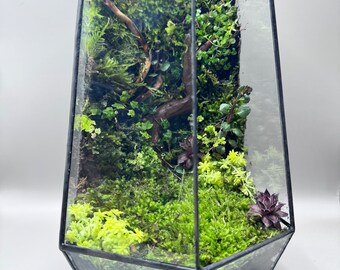 Open Air Terrarium w/ variety of moss and plants