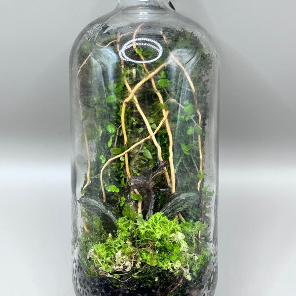 Glass bottle Terrarium featuring spider wood and tropical plants by Moss Hunters
