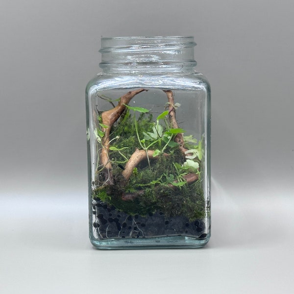 Mini Moss Terrarium by Moss Hunters