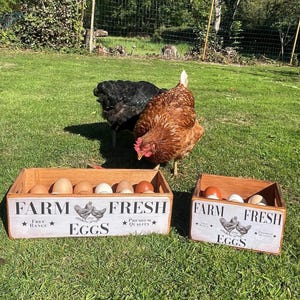 Könnte beinhalten: Zwei Holzkisten mit Eiern stehen auf grünem Gras, mit zwei Hühnern in der Nähe. Die Kisten sind mit "FARM FRESH EGGS" mit einer Hühner-Grafik beschriftet. Die Eier variieren in der Farbe von hellbraun bis braun.