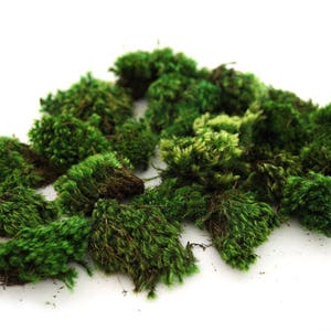 Clump Moss Premium Preserved in Small Pieces