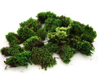May include: A pile of preserved green moss, perfect for crafting and decorating.