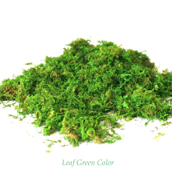 SPECIAL! Loose Forest Moss Premium Preserved in Color Leaf Green