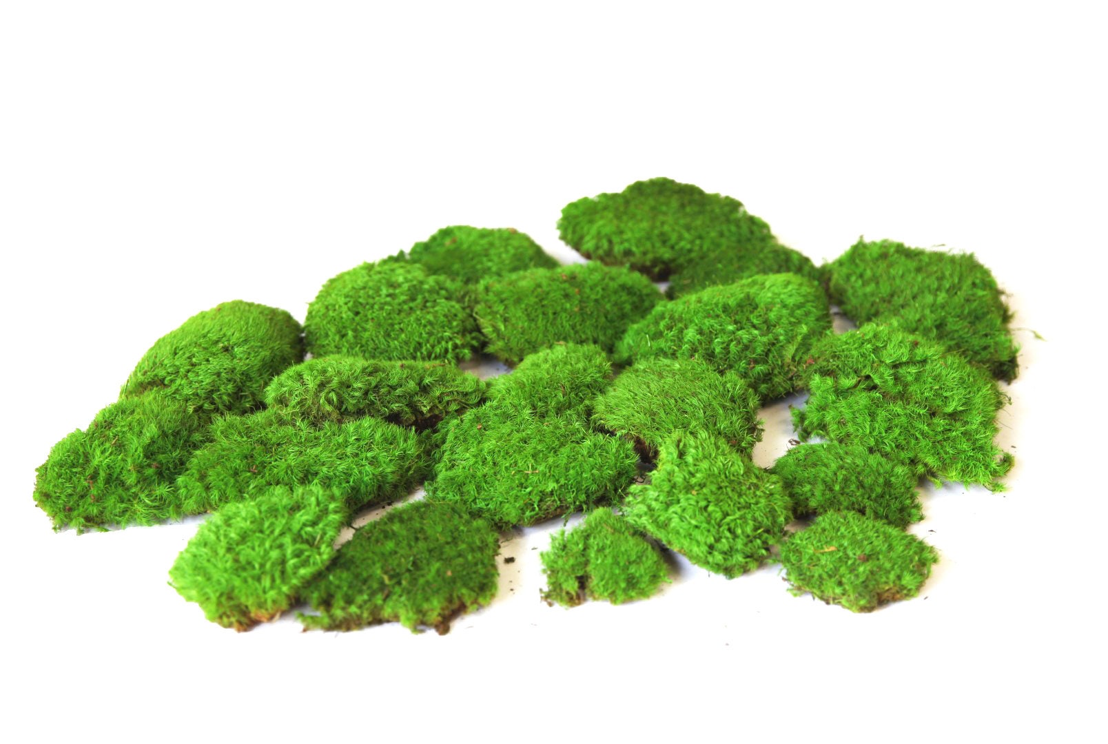 1 lb Premium Preserved Pole Moss in Color Lemon Green