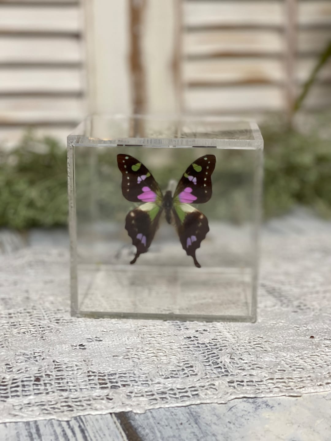 Display Box With Butterfly/ Butterflies/ Display/ Case/ Clear Plastic/ Insects/ Bug/ Oddities