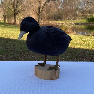 Puede incluir: Una figurita de pájaro de madera tallada en negro, que representa una focha, de pie sobre una base de madera. El pájaro tiene un pico blanco y está posado sobre una base de madera natural.