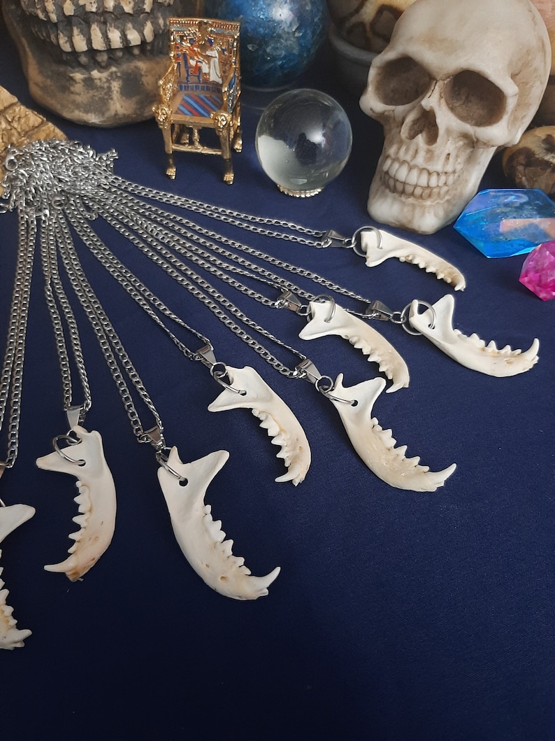 Puede incluir: Un conjunto de diez cadenas plateadas con colgantes de mand&iacute;bula de hueso. Los colgantes son blancos y tienen una textura &oacute;sea natural. Las cadenas son plateadas y tienen un estilo de eslab&oacute;n curb. Los colgantes cuelgan de las cadenas y est&aacute;n dispuestos en forma de abanico.