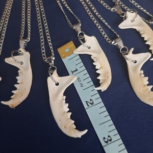 Puede incluir: Varios collares de cadena plateada con colgantes de mand&iacute;bula de hueso. Los colgantes son blancos y tienen dientes. Una cinta m&eacute;trica est&aacute; en el fondo.