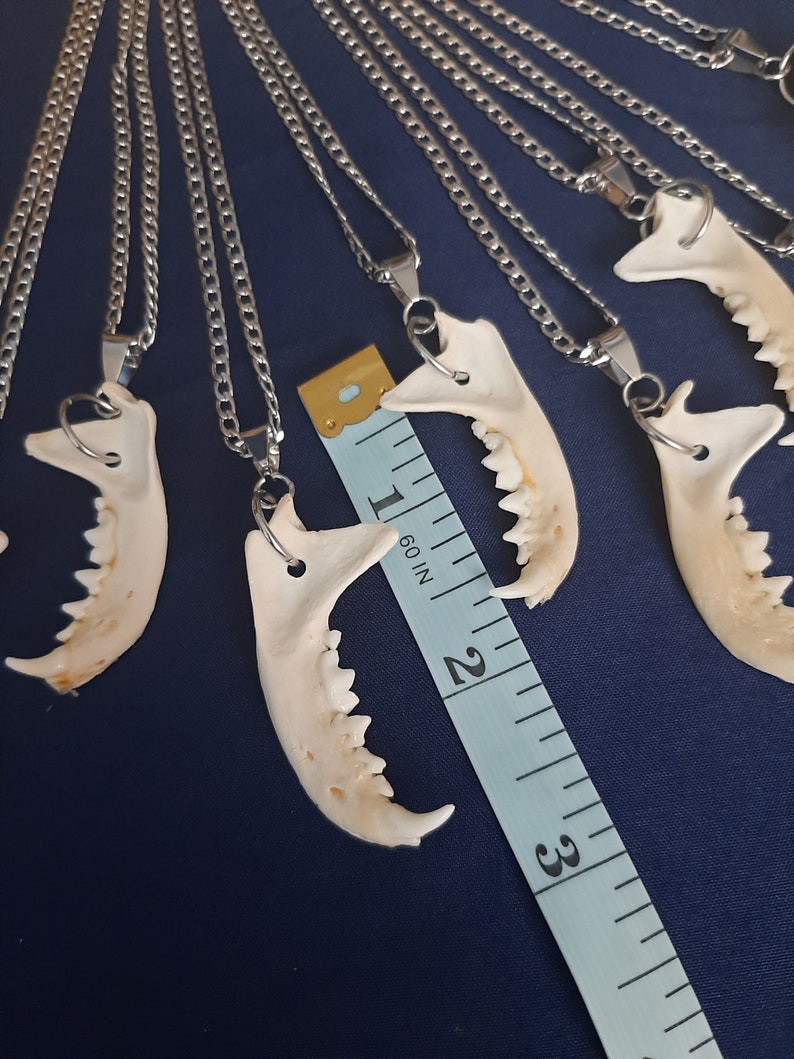 Puede incluir: Varios collares de cadena plateada con colgantes de mand&iacute;bula de hueso. Los colgantes son blancos y tienen dientes. Una cinta m&eacute;trica est&aacute; en el fondo.