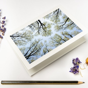 Wenskaartenset "High Up In The Canopy III" met gerecyclede enveloppen // Forest Fine Art Photo | Natuur gevouwen kaart op milieuvriendelijk papier