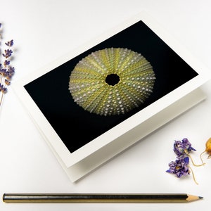 Conjunto de tarjetas de felicitación "Concha abandonada" con sobres reciclados // Impresión fotográfica de bellas artes marinas / Tarjeta plegada Sea Life en papel ecológico