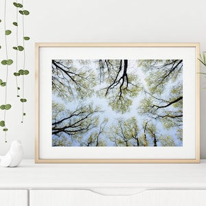 Forest Photography Print "High Up In The Canopy III" // Nature Tree Scenery Fine Art Poster | Minimal Unframed Crown Shyness Wall Art Print