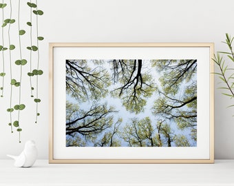 Forest Photography Print &quot;High Up In The Canopy III&quot; // Nature Tree Scenery Fine Art Poster | Minimal Unframed Crown Shyness Wall Art Print