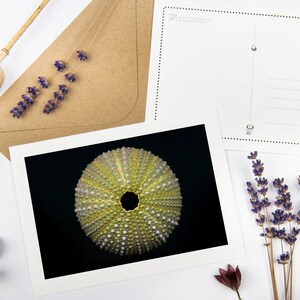 Conjunto de Postais "Concha Abandonada" com envelopes reciclados // Cartão de impressão artística Ecofriendly Sea Ouriço | Foto de belas artes mínima | Papelaria Oceano