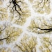 Tree Photography Print high up in the Canopy Ii // Forest Nature ...