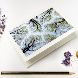 Set de cartes de voeux « High Up In The Canopy I » avec enveloppes recyclées // Photographies d'art d'arbre | Carte pliée Forêt sur papier respectueux de l'environnement