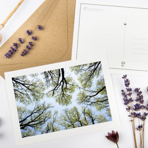 Conjunto de postales "High Up In The Canopy III" con sobres reciclados // Tarjeta de árbol ecológica / Fotografía de bellas artes del bosque / Papelería de la naturaleza