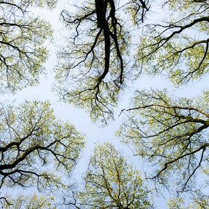 Canopy Photography Print 