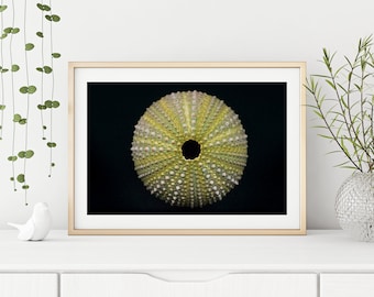 Sea Life Photography Print "Abandoned Shell" // Minimal Coastal Fine Art Photography Poster | Unframed Nautical Wall Art Print of an Urchin