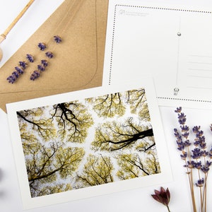 Conjunto de postales "High Up In The Canopy II" con sobres reciclados // Tarjeta de condolencia ecológica / Fotografía de bellas artes de la naturaleza / Papelería forestal