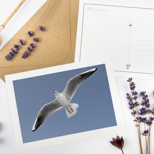 Set di cartoline "Gabbiano volante" con buste riciclate // Biglietto per uccelli ecologici / Fotografia d'arte di vita selvaggia / Cancelleria costiera